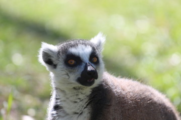 Critically Endangered Ring-Tailed Lemur Portrait 