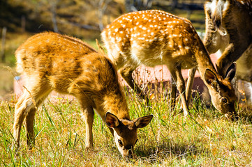 Spotted deers are eating grass on the grassland