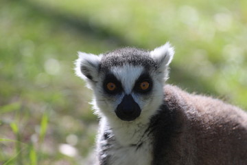 Portrait of a Ring Tailed Lemur  from Madagascar 