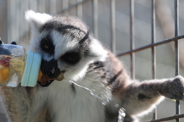 A young Ring Tailed Lemur being Bottle Fed at an Animal Rescue / Sanctuary 