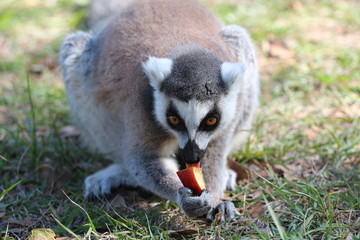 Ring Tailed Lemur Eating an Apple / Wildlife 