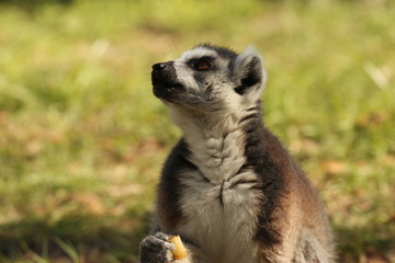 Ring Tailed Lemur Enjoying an Apple 