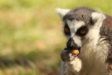 Ring Tail Lemur Eating Fruit 