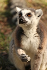 Naklejka na ściany i meble Portrait of a Young Endangered Ring Tail Lemur 