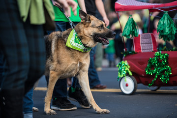 Festive German Shepard dog walking parade route with handler while dressed in green Saint Patrick...