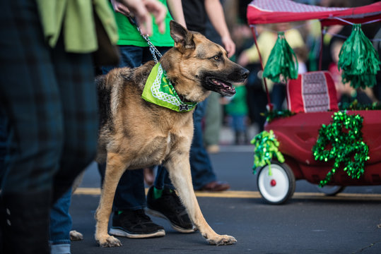 Festive German Shepard Dog Walking Parade Route With Handler While Dressed In Green Saint Patrick Day Bandana Around Neck.