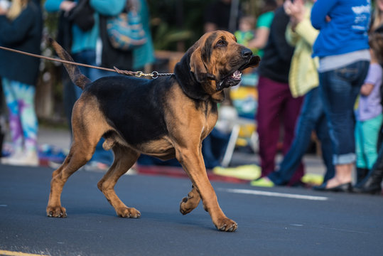 Large Bloodhound Dog With Big Floppy Ears, Pulling On Leash During Street Parade.