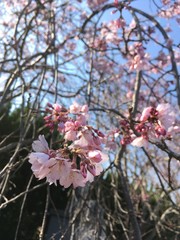 桜