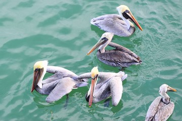 Close-up of pelicans floating in bay, with greenish water