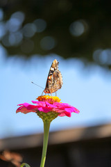Flowers and butterflies