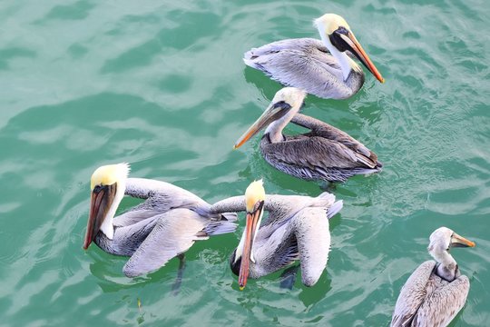 Close-up of pelicans floating in bay, with greenish water