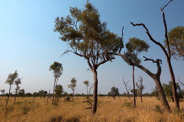 Sparse trees and grasses with smoky sky in the outback of the Northern Territory in Australia