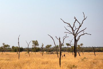 Grasses and sparse trees with smoky sky in the outback of the Northern Territory in Australia
