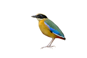 Blue-winged Pitta isolated on white background