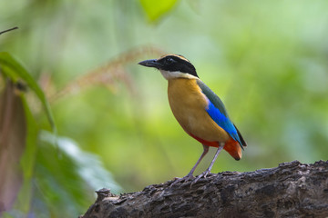 Blue-winged Pitta,Beautiful colorful bird