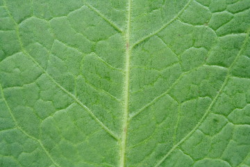 Green Leaf close-up horizontal