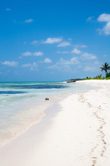 Tropical Beach with White Sand and Palm Trees, in Cap Cana, Dominican Republic