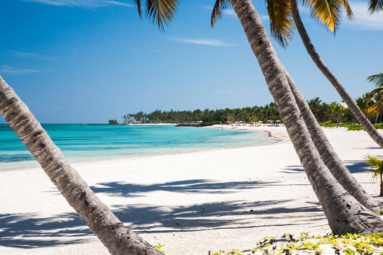 Beach in the Caribbean Sea with White Sand, Turquoise Water and Palm Trees, in Cap Cana, Dominican Republic
