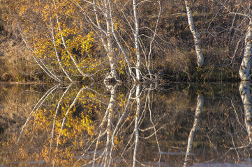 Silver birch trees and the reflection in the water