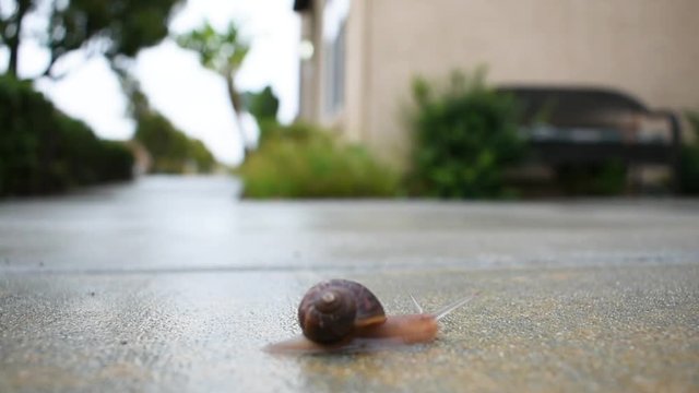 Snail on rainy day