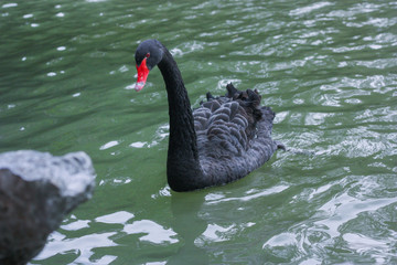 Obraz premium Black swan in green water of lake