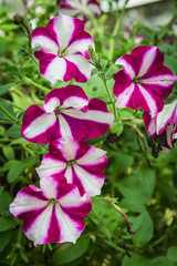 Bright pink flowers