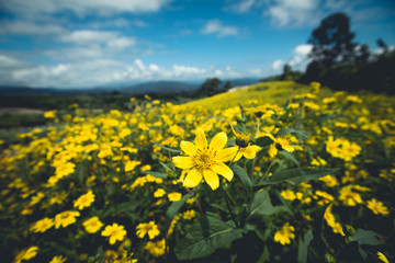 Yellow Flower Field
