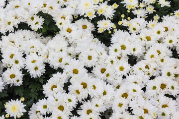Flower chrysanthemum abundant outdoor bloom.

