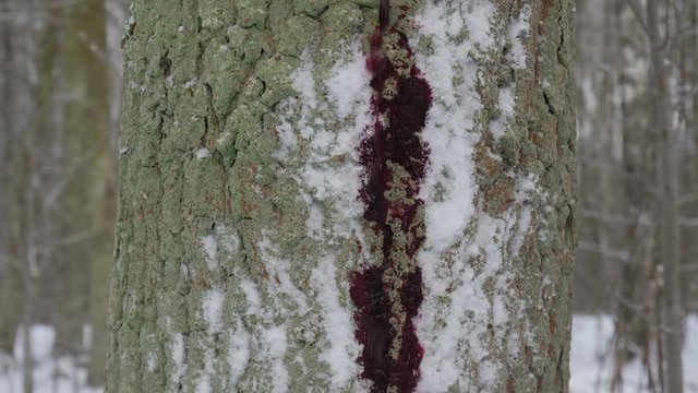 Blood covering snow on tree.