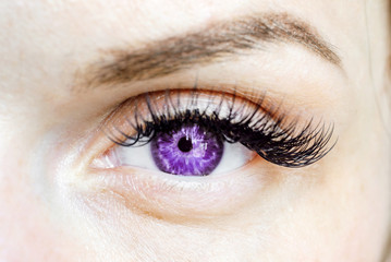 female purple eye looking at the camera, color contact lenses
