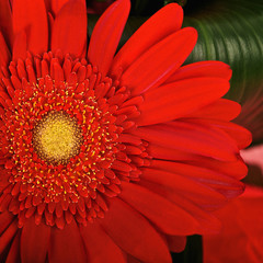 Red gerbera
