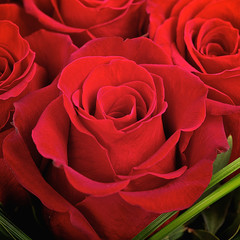 Naklejka premium Red rose