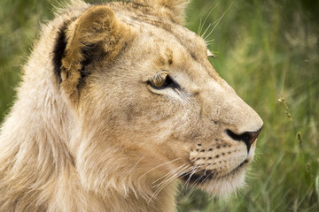 Lions of the grasslands of Africa.
