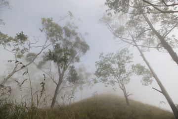treking on a mountain through forest clif in a Misty morning