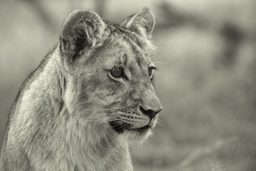 Lions of the grasslands of Africa.