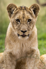 Lions of the grasslands of Africa.