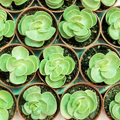 Floral hipster pattern over rustic background. Succulents and cactus