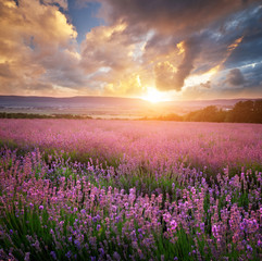Fototapeta na wymiar Meadow of lavender and sunshine. Landscape and agriculture nature composition.