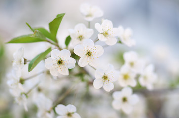 Spring tree flower.