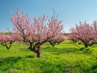 Orchard blooming spring garden.