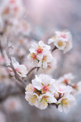 Spring almond flower