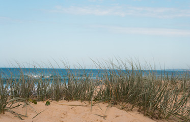 Fototapeta na wymiar Grassy dune at the beach on a sunny summer day
