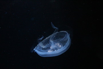 Naklejka na ściany i meble Blue jellyfish