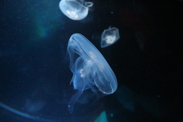 Blue jellyfish