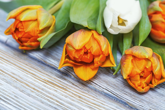 Bouquet of fresh orange and white tulip flowers on aged wood background with copy space. Fresh bright flowers.  Selective focus.