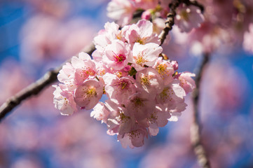 cherry blossom in sunny day