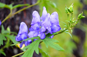 尾瀬の秋の花・トリカブト