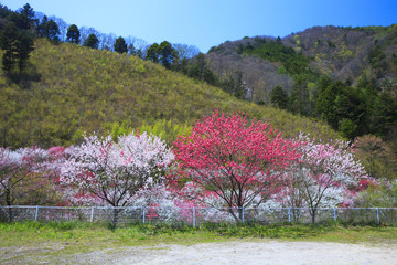 花桃の里