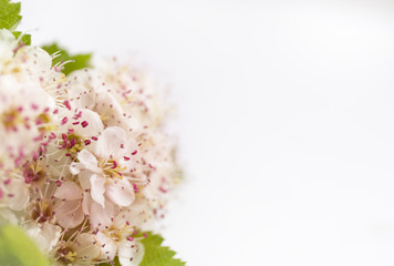 Fototapeta na wymiar Closeup view of hawthorn blossom on white background. Macro spring flower template. Floral mockup for greeting. Space for text.