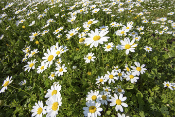White daisy field 